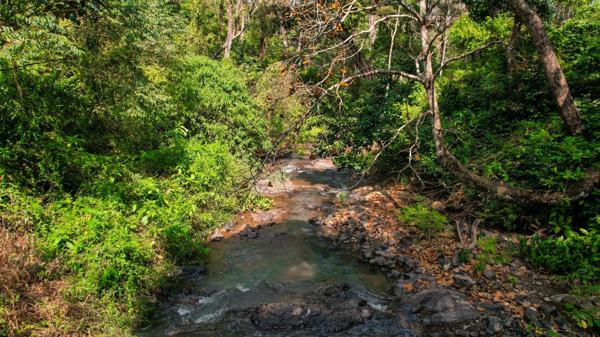 Kingmaker'S Plantation With River Stream Madikeri Exterior foto